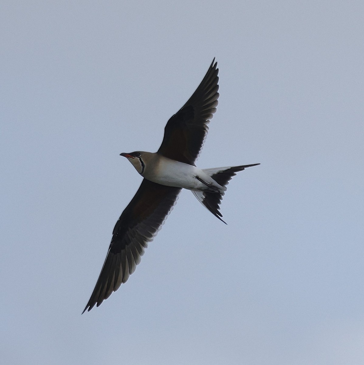 Collared Pratincole - ML638783317