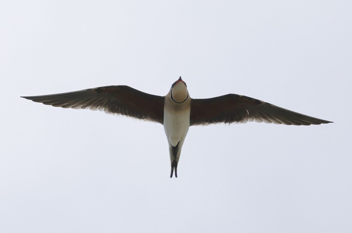 Collared Pratincole - ML638783319