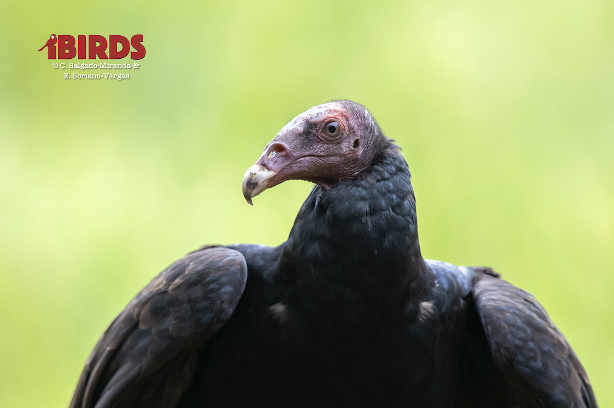 Turkey Vulture - ML638783326