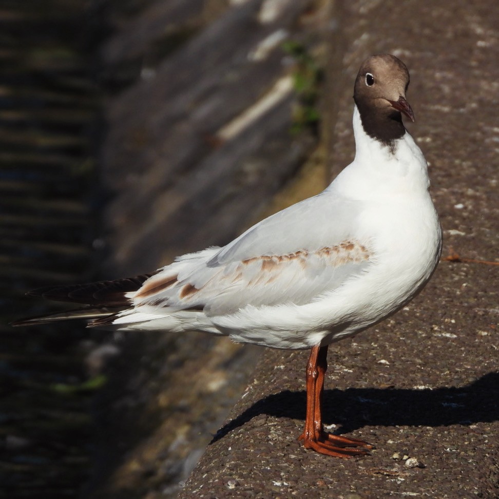 Gaviota Reidora - ML638783436