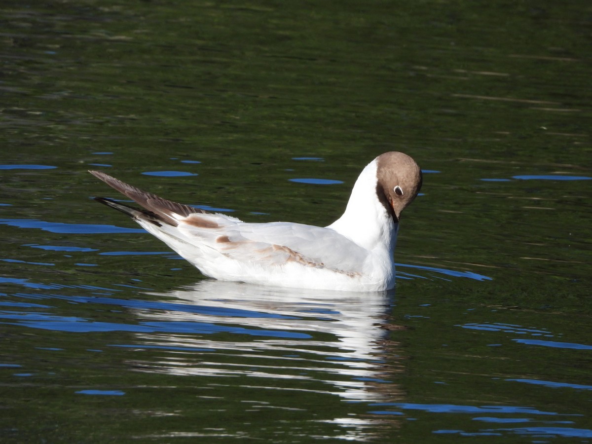 Gaviota Reidora - ML638783437