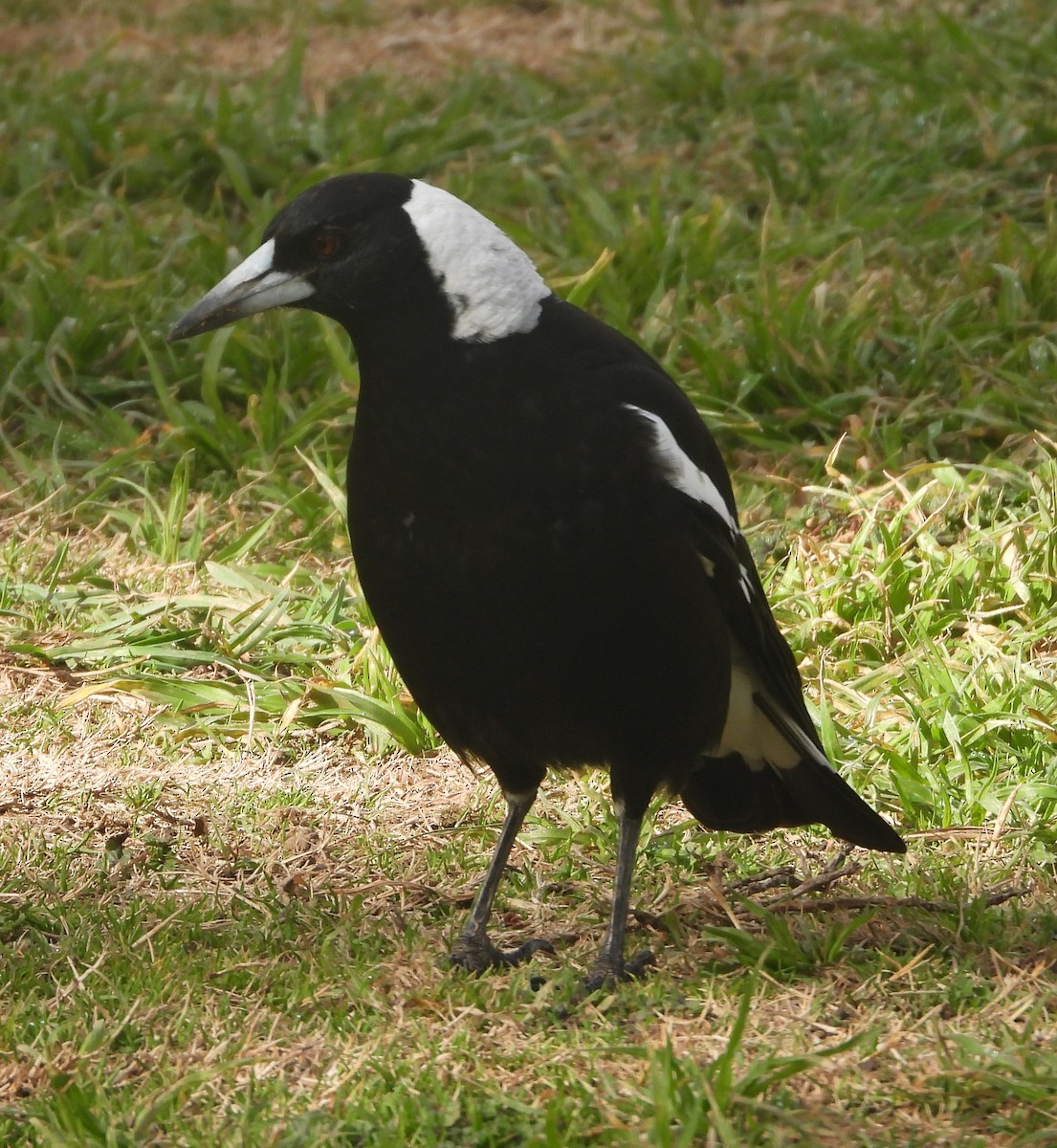 Verdugo Flautista - ML638783439