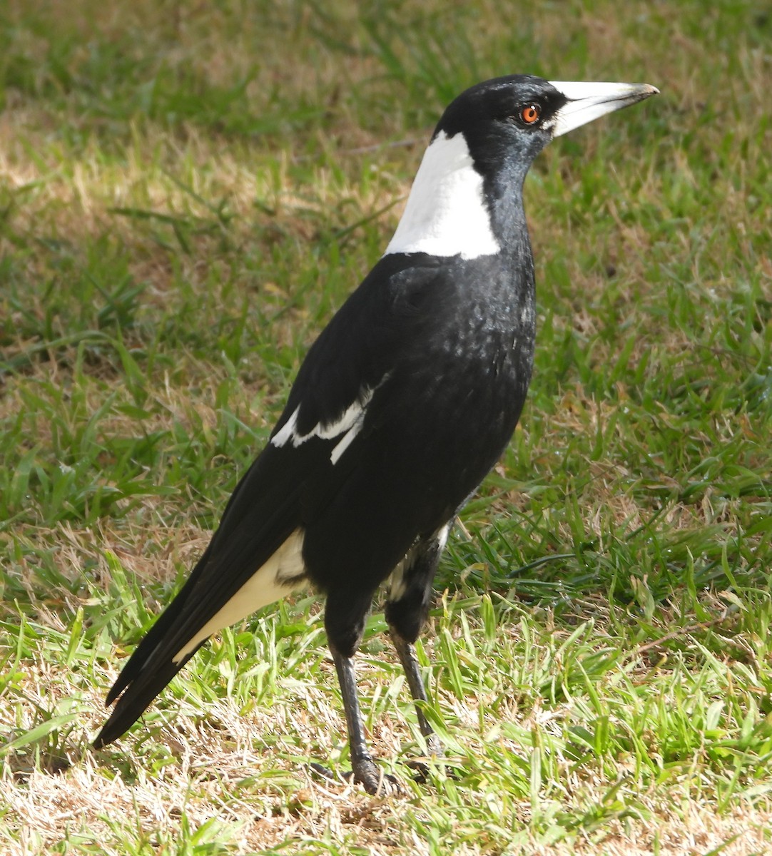 Verdugo Flautista - ML638783440