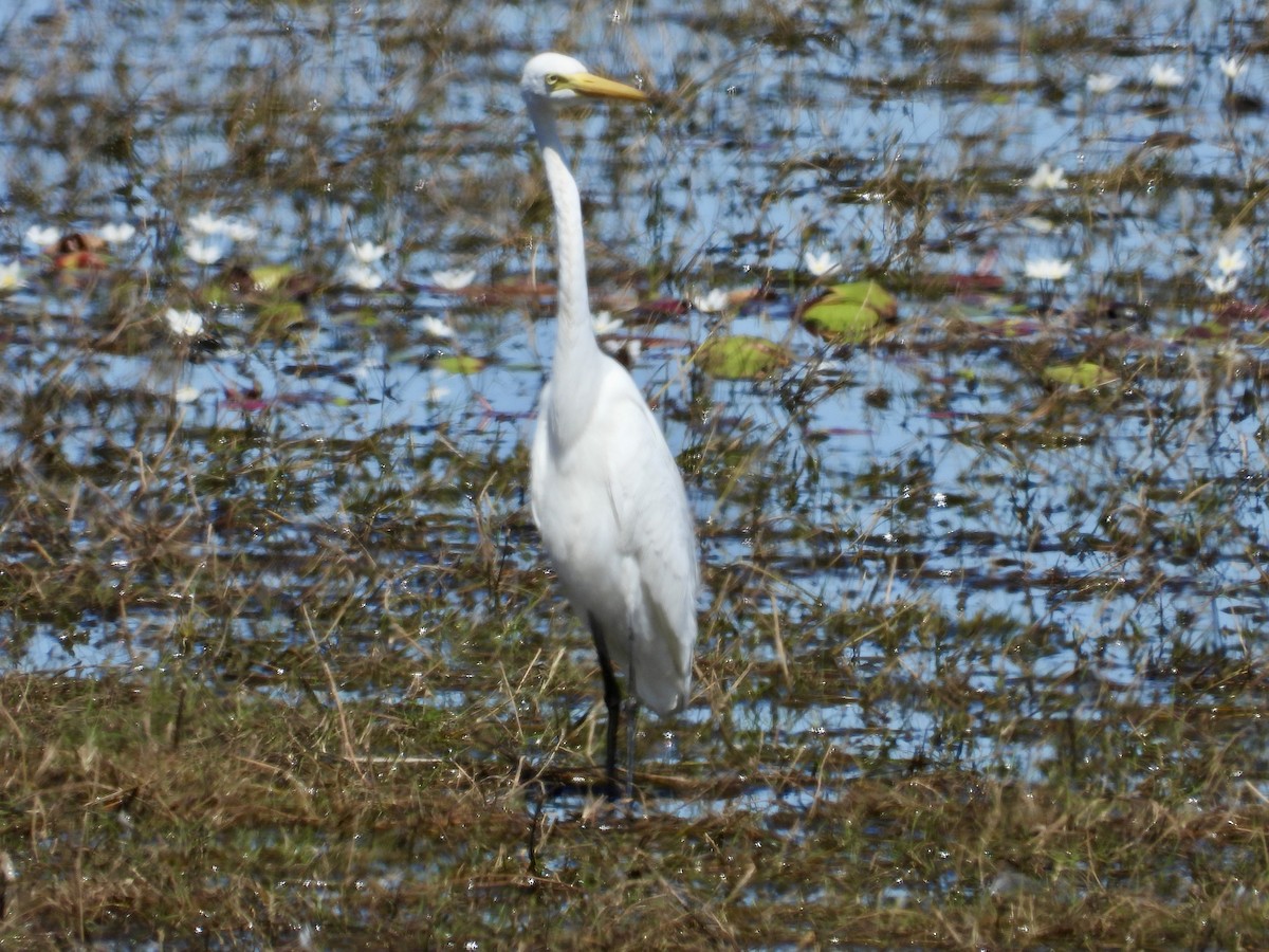 Great Egret - ML638783473
