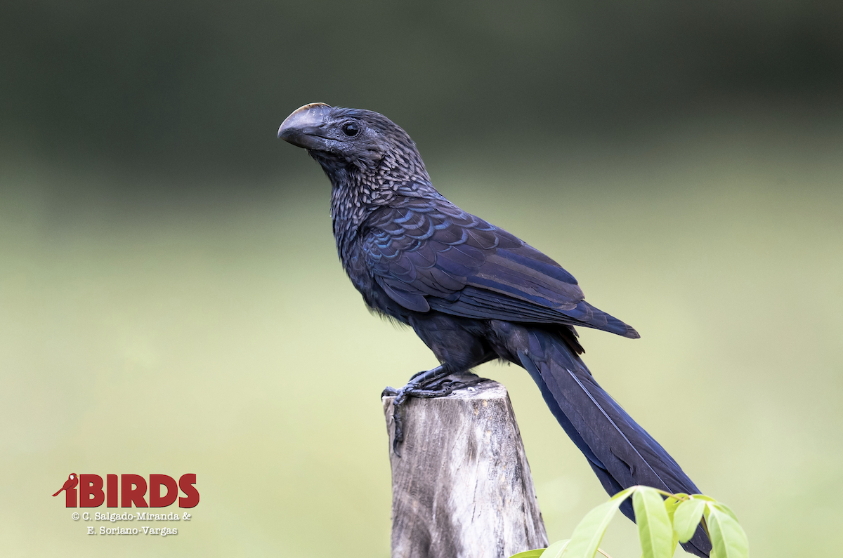 Smooth-billed Ani - ML638783547