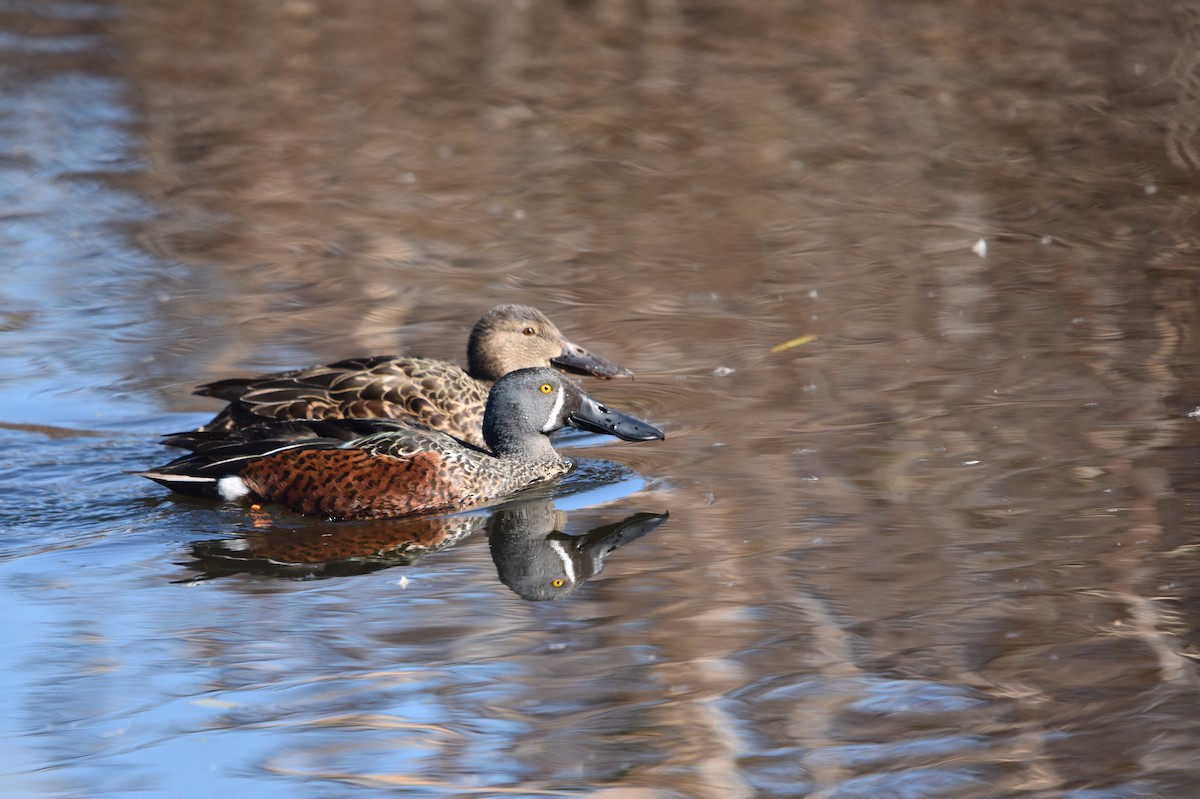 Australasian Shoveler - ML638783565