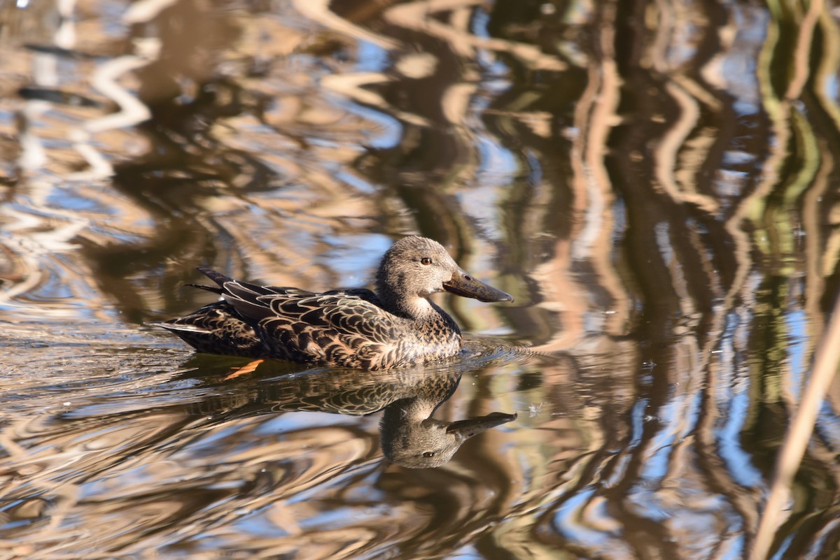 Australasian Shoveler - ML638783569