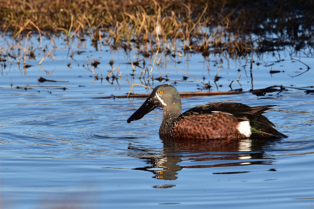 Australasian Shoveler - ML638783570