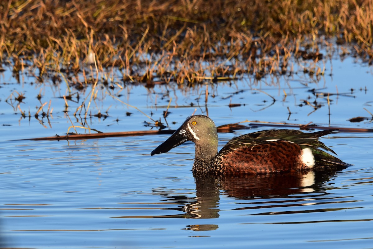 Australasian Shoveler - ML638783571