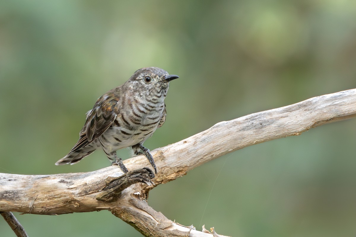 Shining Bronze-Cuckoo - ML638783575