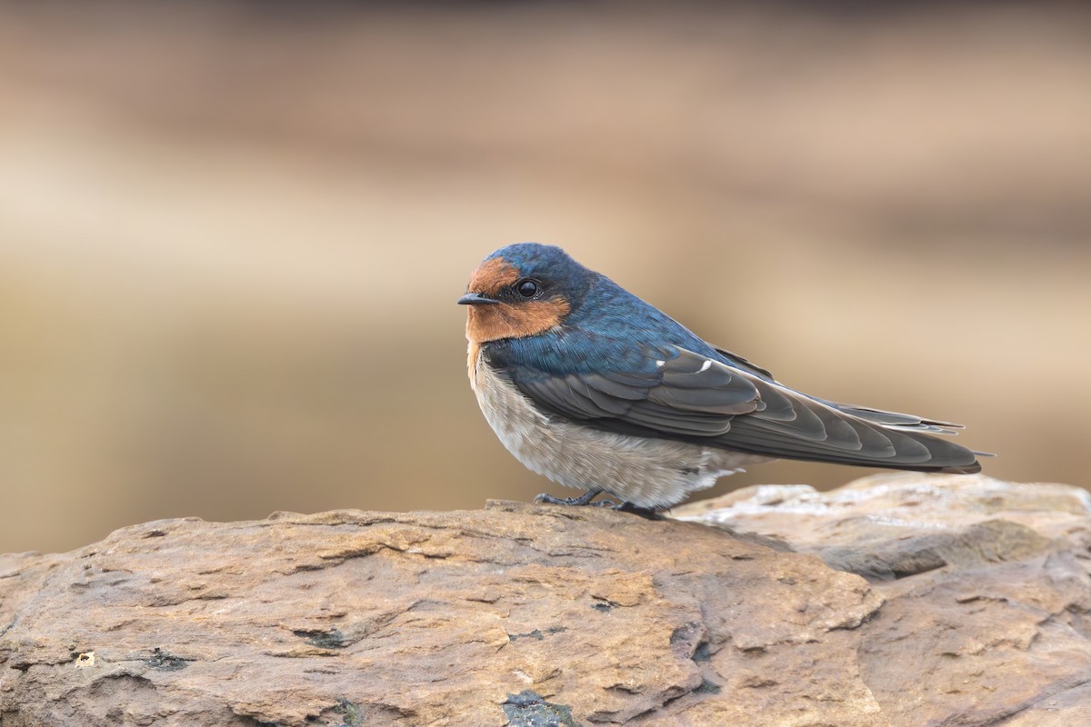Welcome Swallow - ML638783580