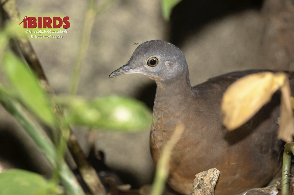 Little Tinamou - ML638783583