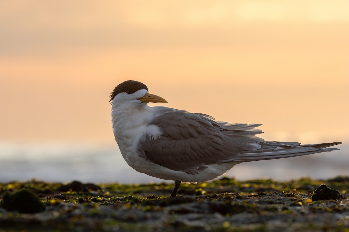 Great Crested Tern - ML638783584