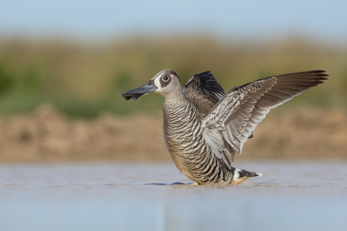 Pink-eared Duck - ML638783601