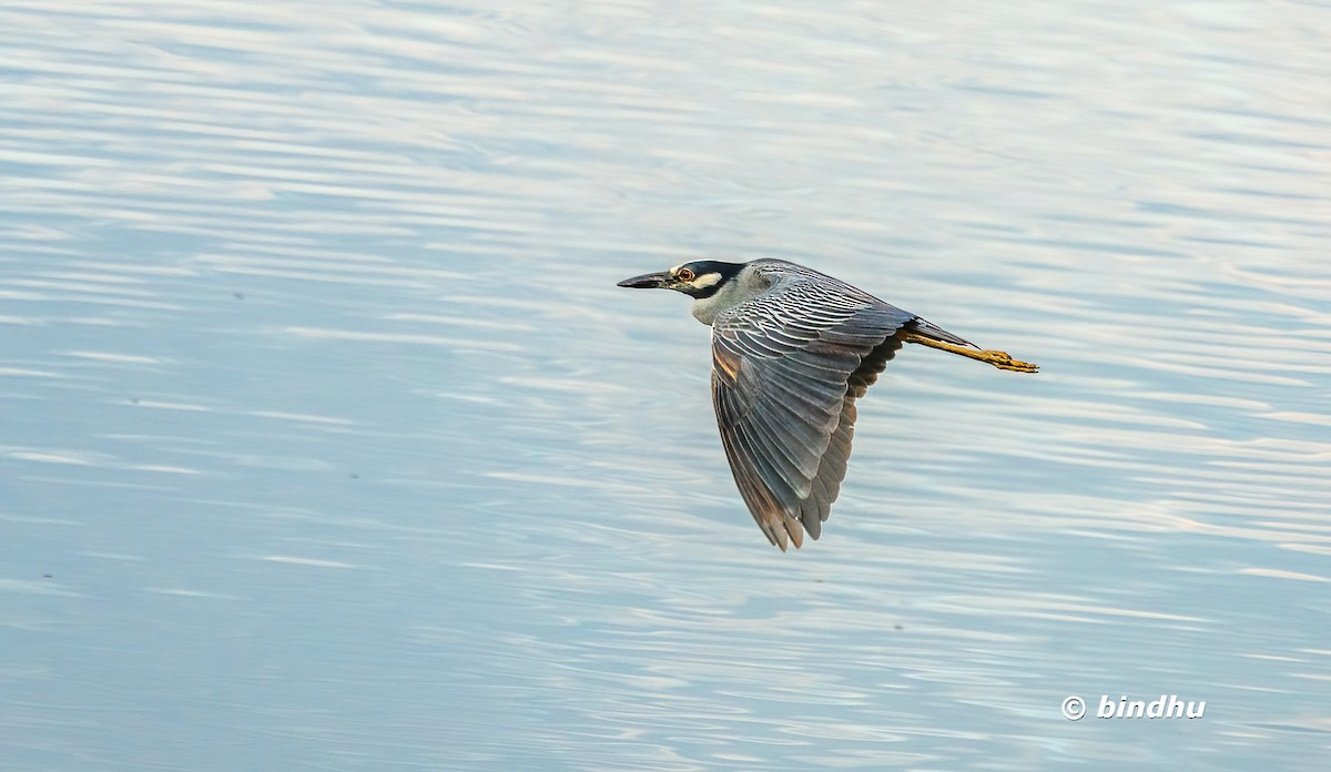 Yellow-crowned Night Heron - ML638783602