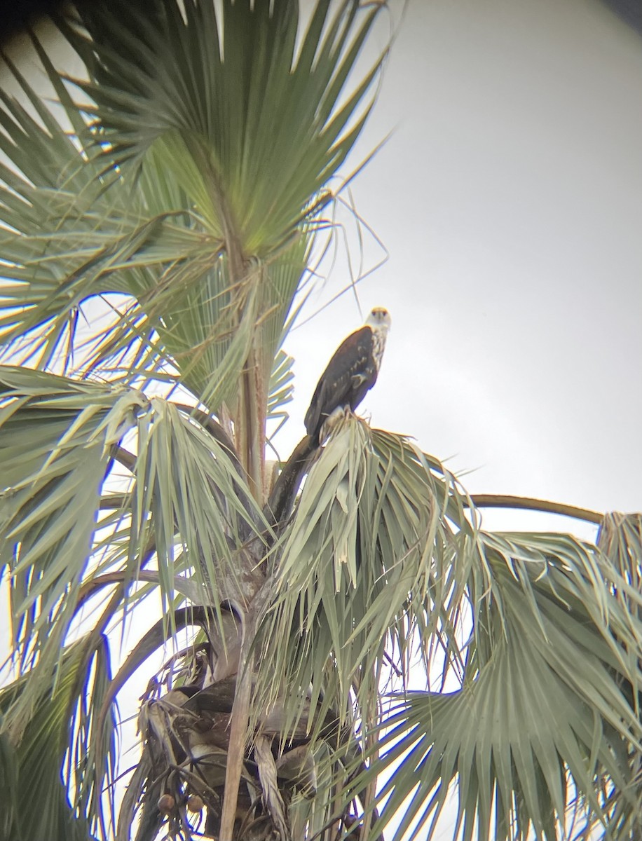 Schreiseeadler - ML638783624