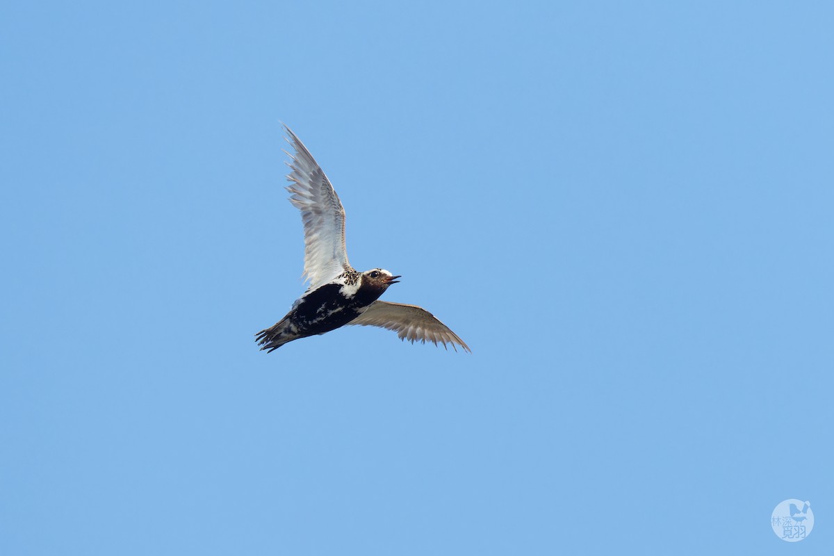 European Golden-Plover - ML638783625