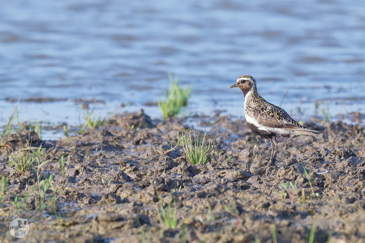 European Golden-Plover - ML638783626