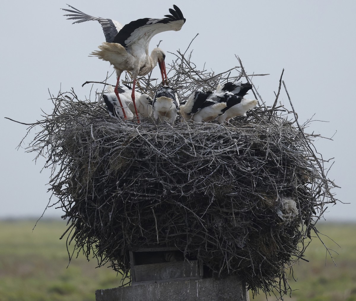 Weißstorch - ML638783672