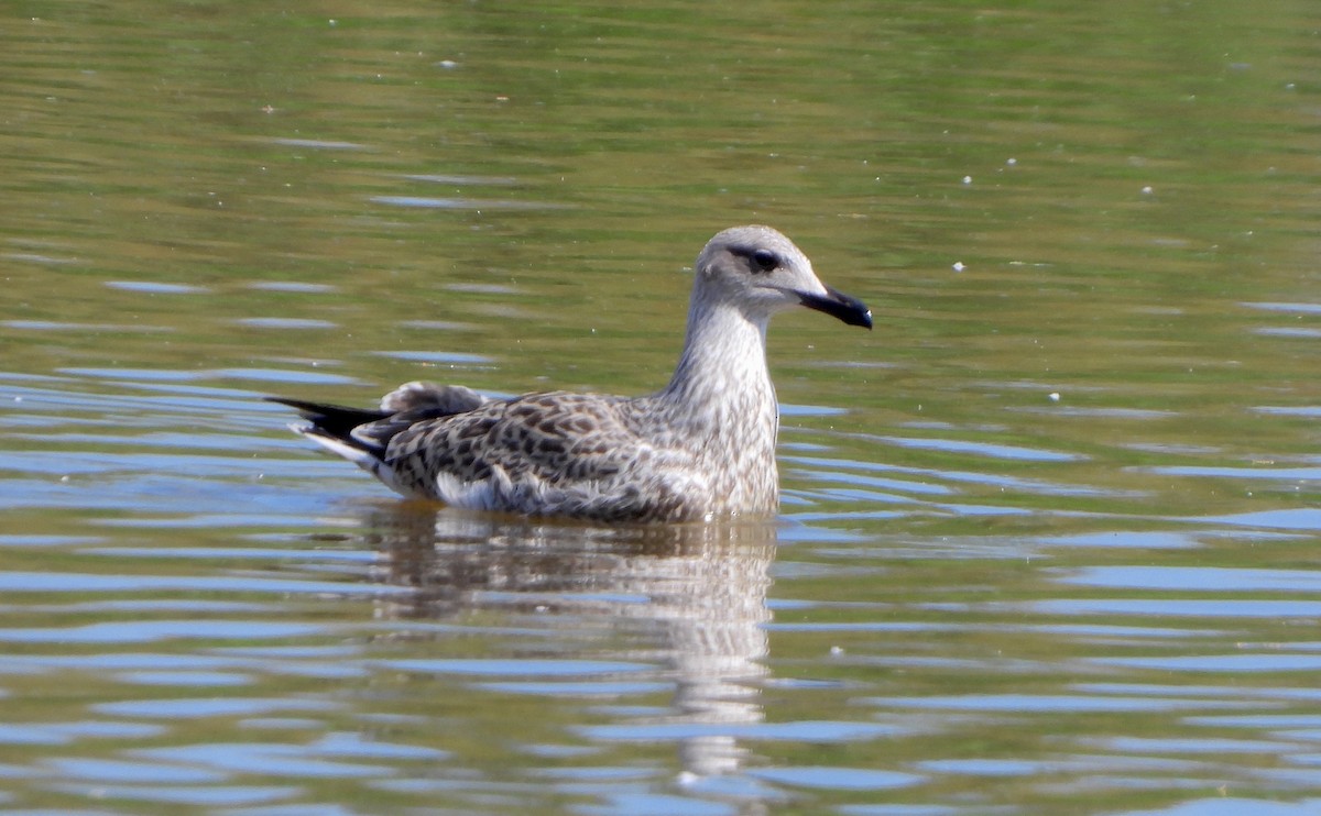 Mittelmeermöwe - ML638783697