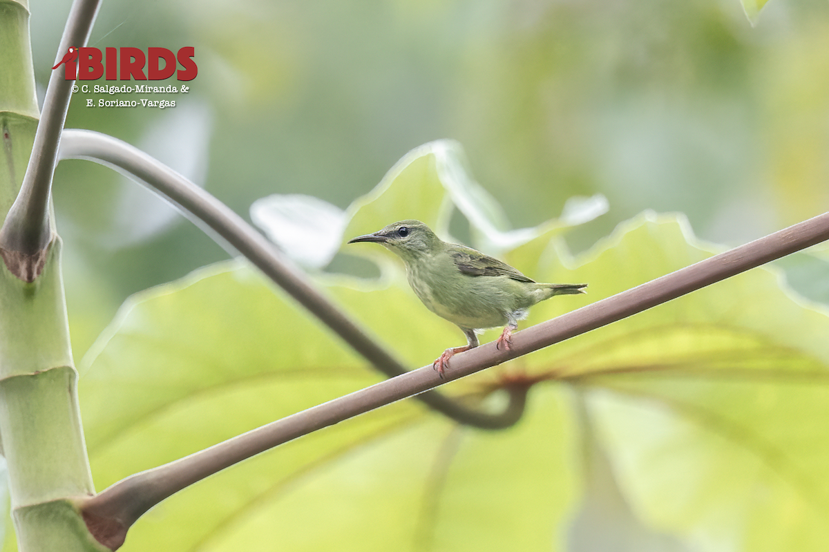 Red-legged Honeycreeper - ML638783699