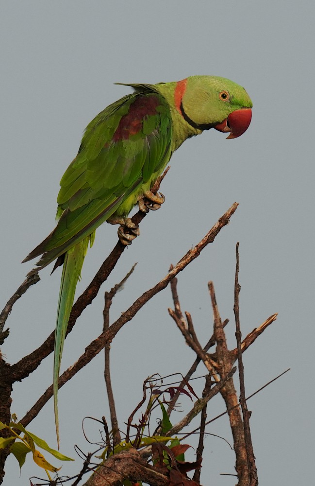 Alexandrine Parakeet - ML638783719