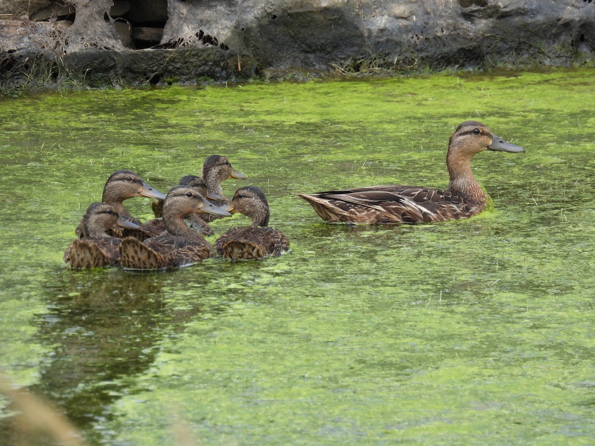 Canard colvert - ML638783736
