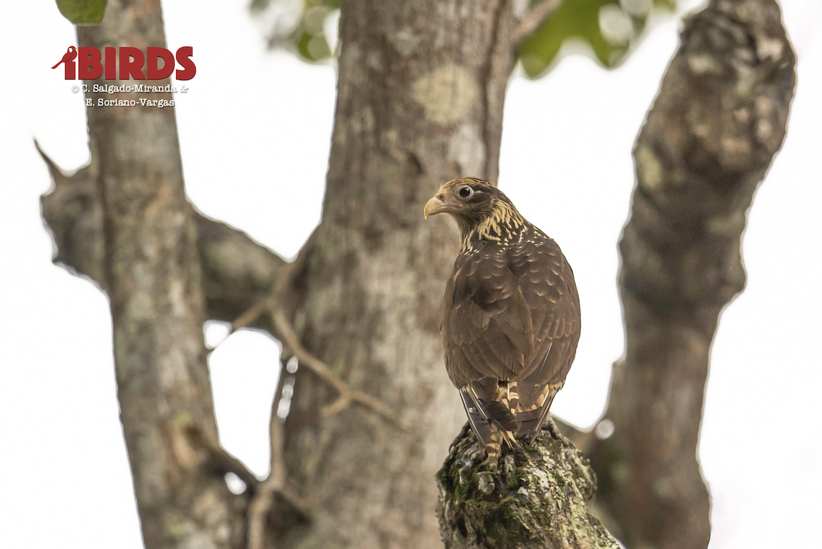 Caracara à tête jaune - ML638783762