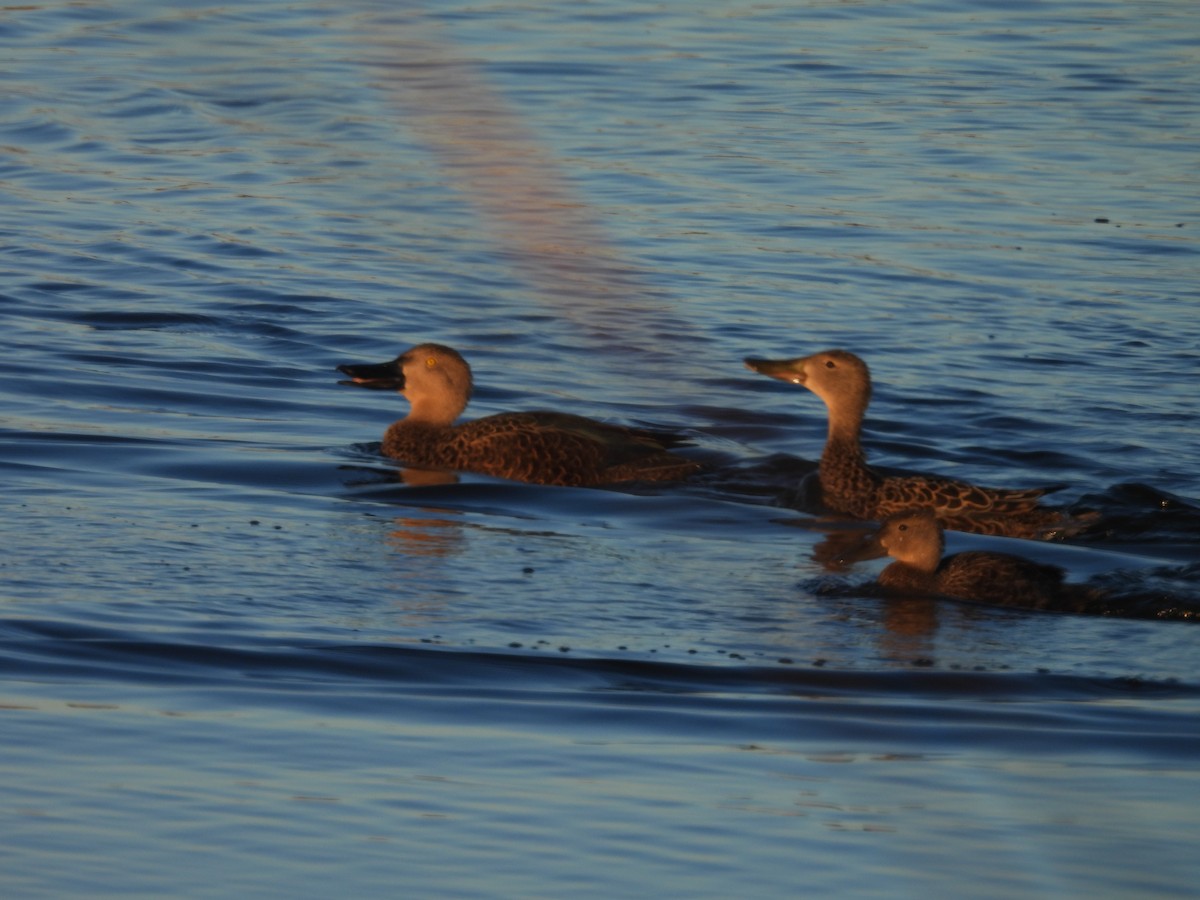 Canard de Smith - ML638783774