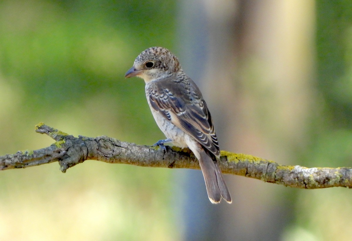 Antzandobi kaskagorria - ML638783807