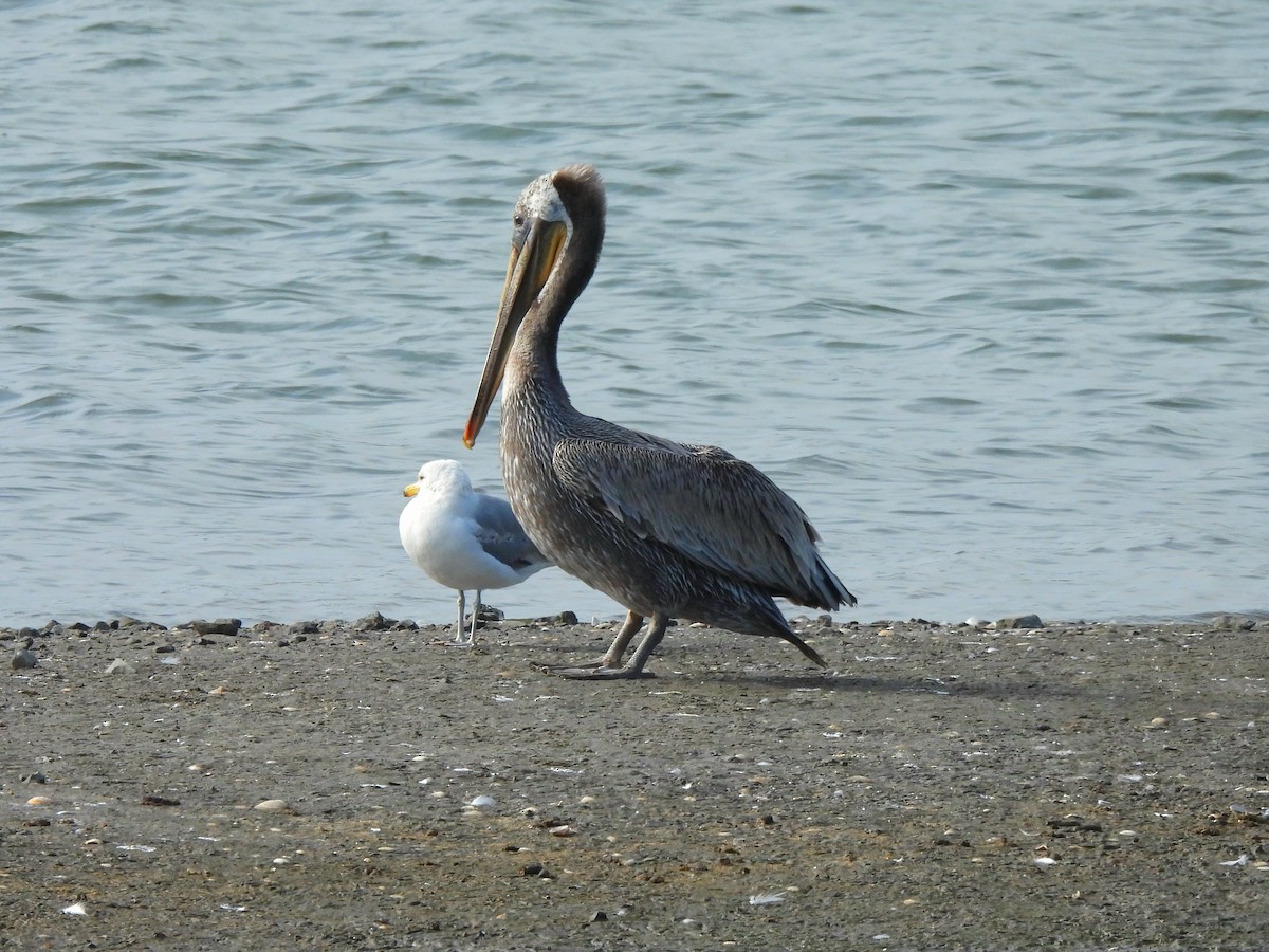 Brown Pelican - ML638783823