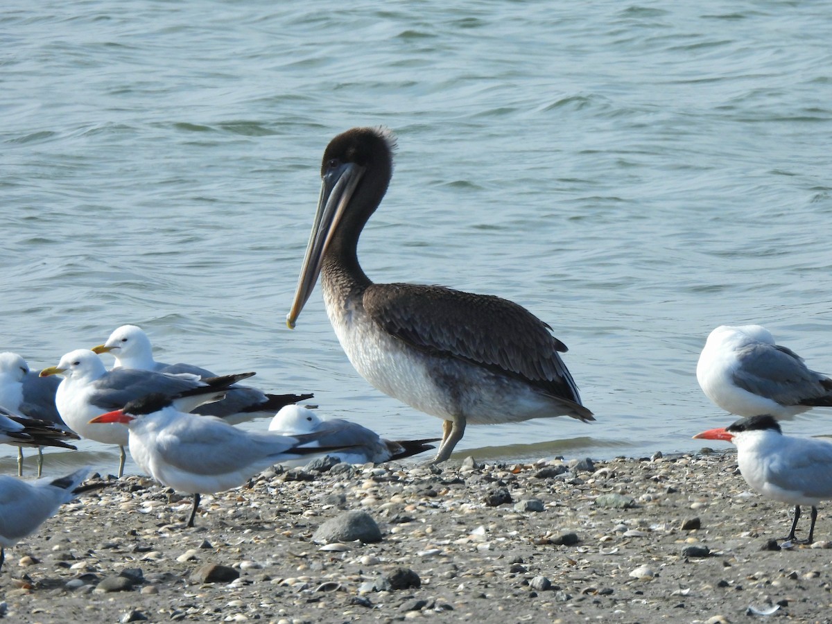 Brown Pelican - ML638783824