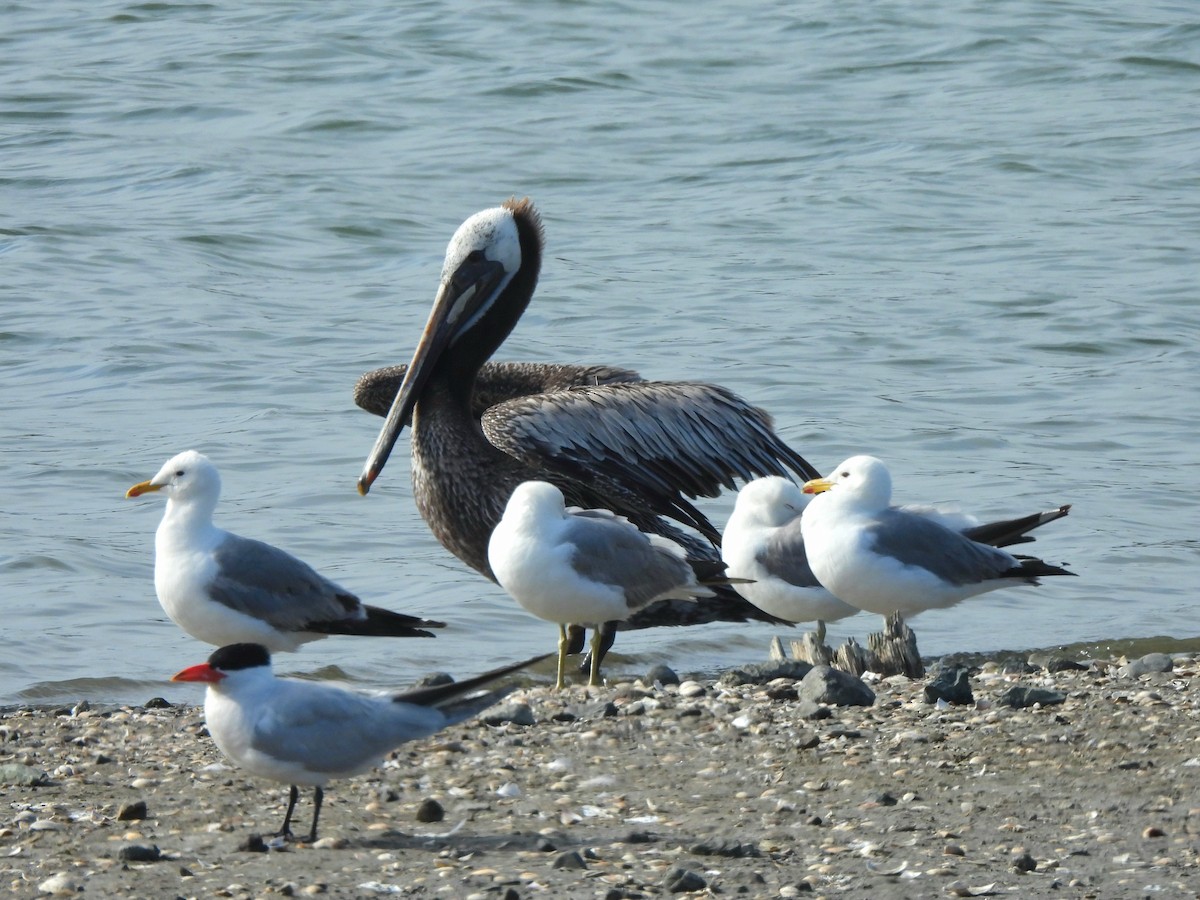 Brown Pelican - ML638783826