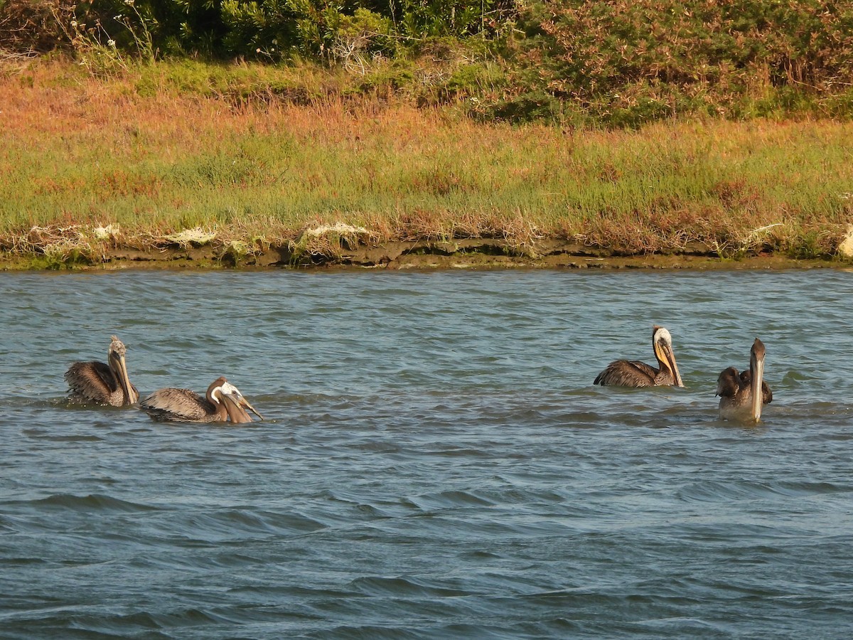 Brown Pelican - ML638783827
