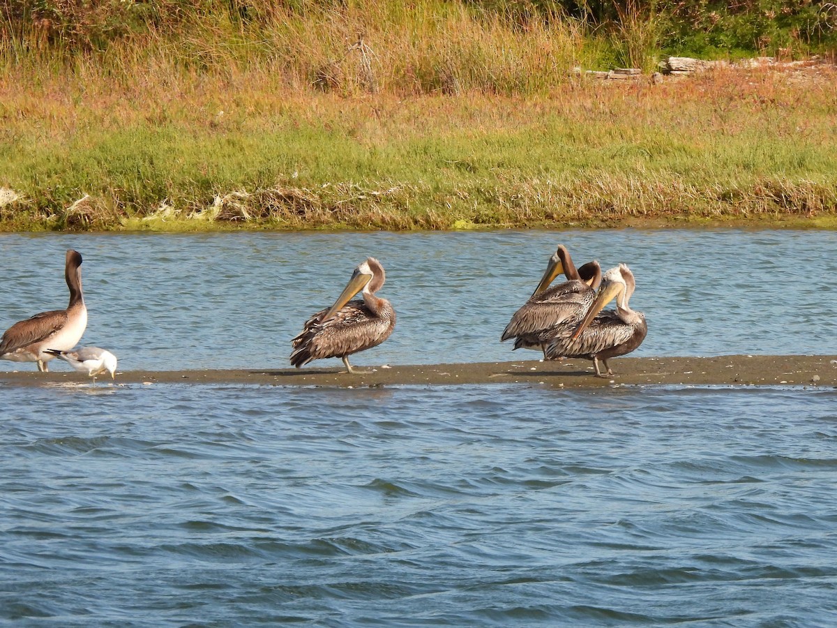 Brown Pelican - ML638783828