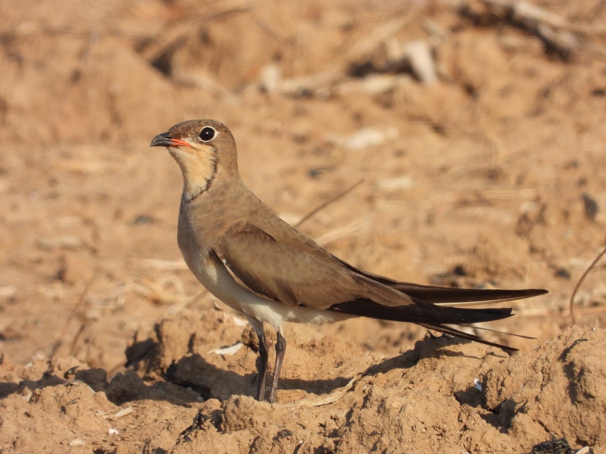 Pratinkola eurasiarra - ML638783831