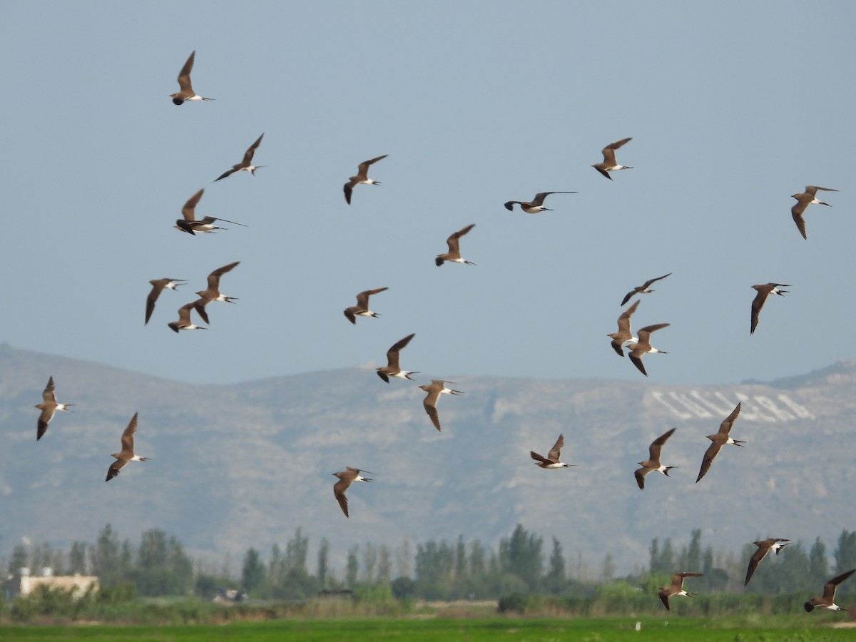 Pratinkola eurasiarra - ML638783833