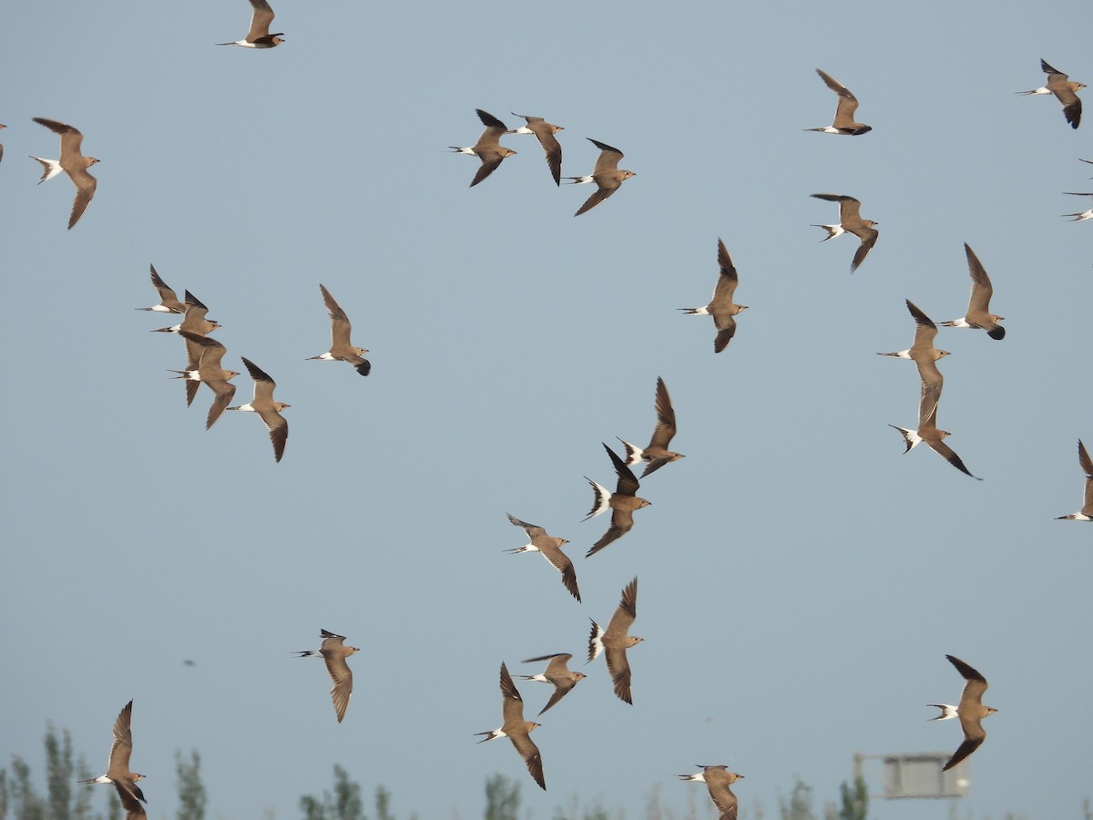 Pratinkola eurasiarra - ML638783836