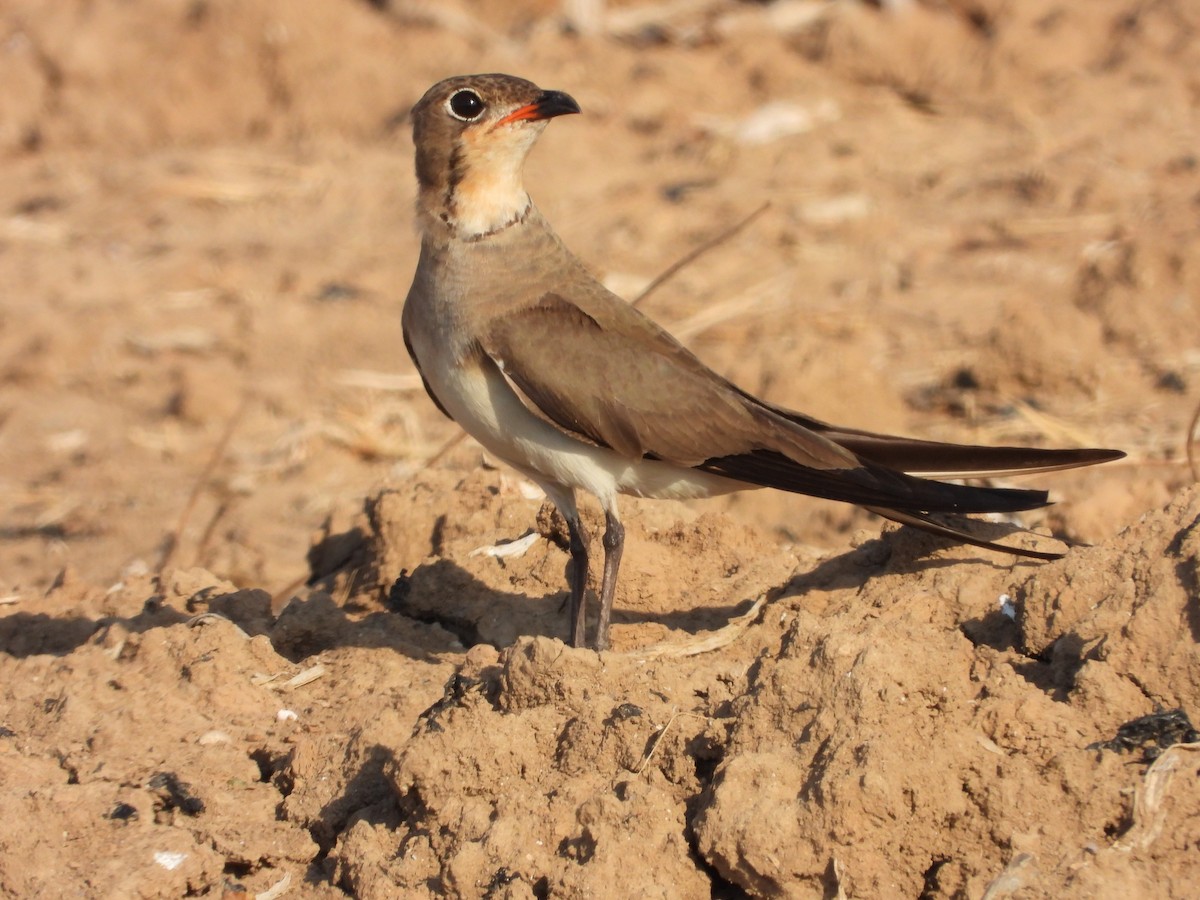 Collared Pratincole - ML638783845