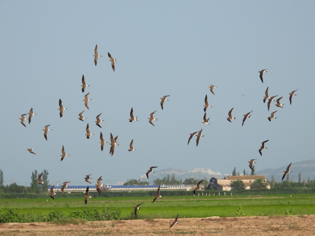 Collared Pratincole - ML638783846
