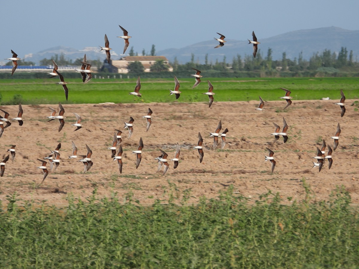 Collared Pratincole - ML638783848