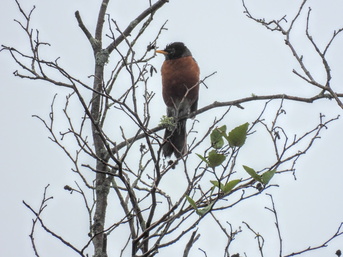 Zozo papargorria - ML638783850