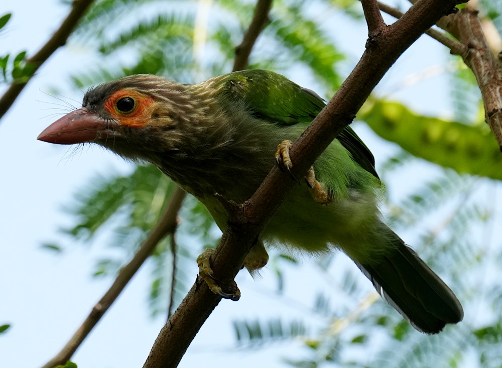 Brown-headed Barbet - ML638783853