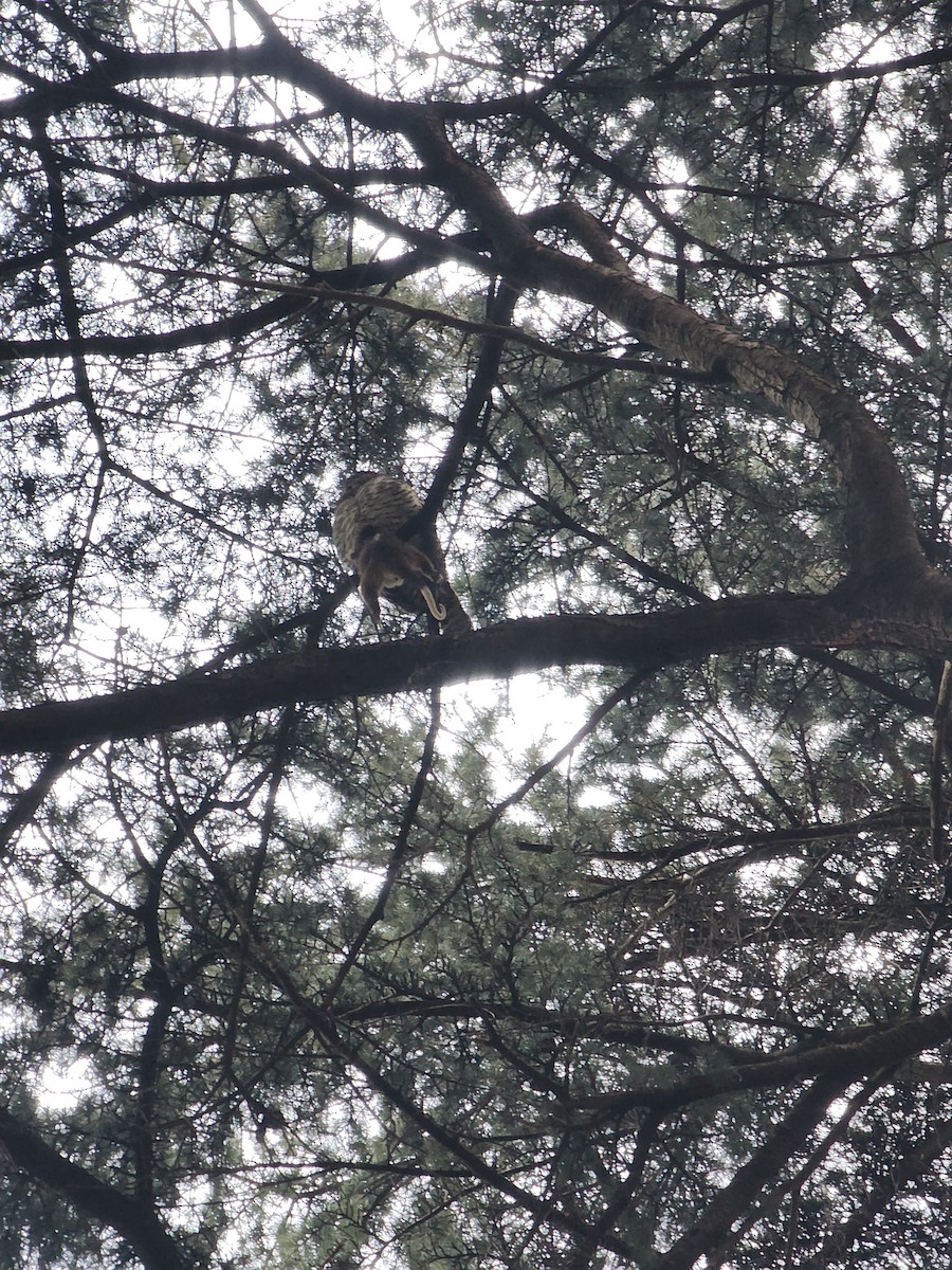 Powerful Owl - ML638783869