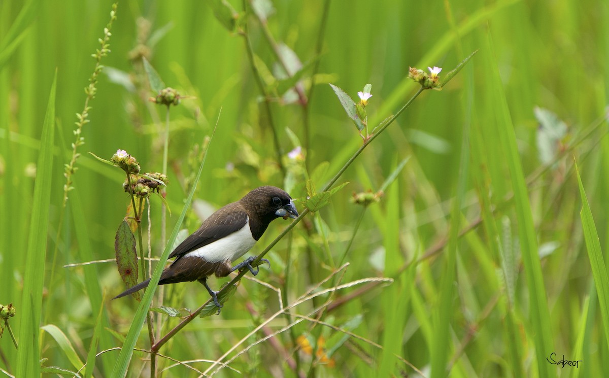 白腰文鳥 - ML638783913