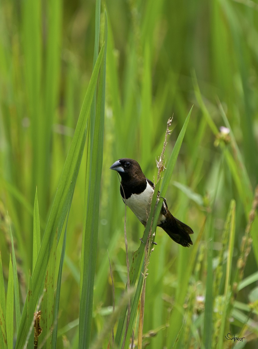 白腰文鳥 - ML638783914