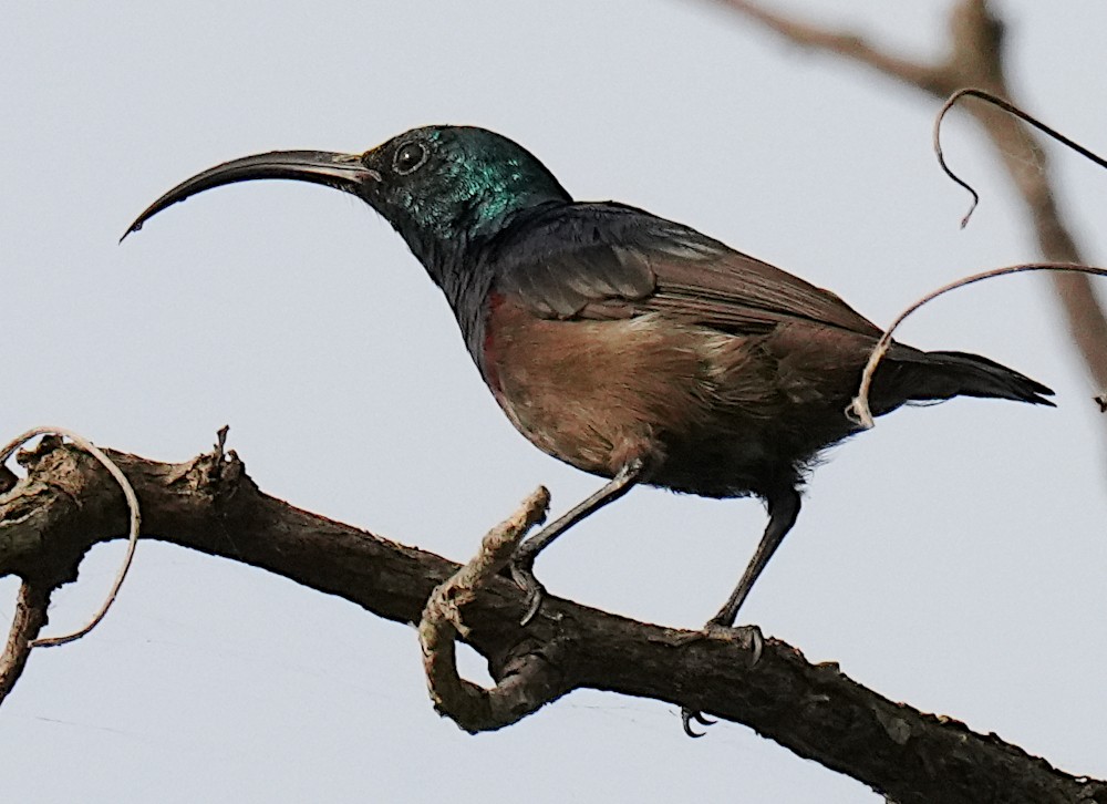 Loten's Sunbird - ML638783915