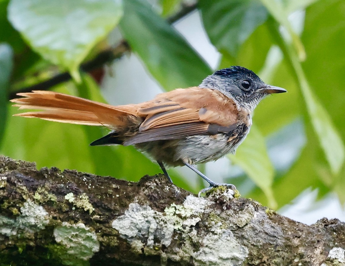 Sao Tome Paradise-Flycatcher - ML638783922