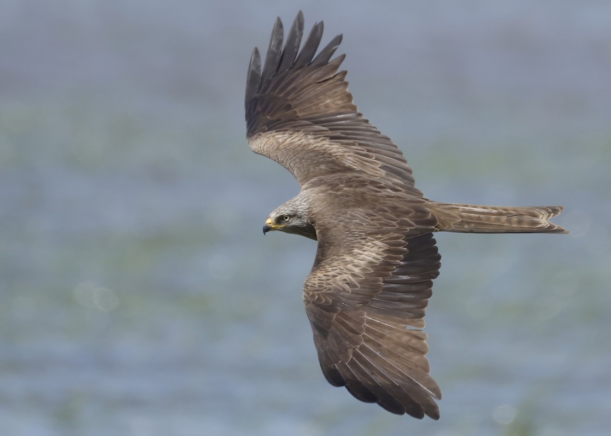 黑鳶 - ML638783923