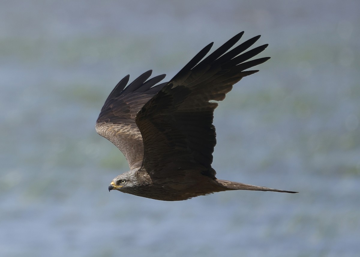 黑鳶 - ML638783924